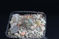 Echinocactus horizonthalonius VZD 081.jpg