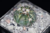 Echinocactus horizonthalonius VZD 1055.jpg