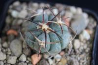 Echinocactus horizonthalonius VZD 1084.jpg