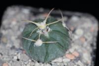 Echinocactus horizonthalonius VZD 1173.jpg