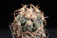 Echinocactus horizonthalonius VZD 1225.JPG