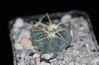 Echinocactus horizonthalonius VZD 1232.jpg