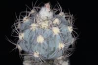 Echinocactus horizonthalonius VZD 183.jpg