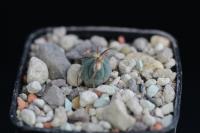 Echinocactus horizonthalonius VZD 257.jpg