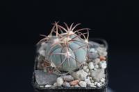 Echinocactus horizonthalonius VZD 270.jpg