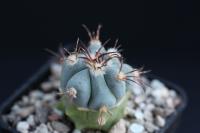 Echinocactus horizonthalonius VZD 272 G.jpg
