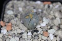 Echinocactus horizonthalonius VZD 293.jpg