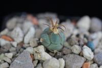 Echinocactus horizonthalonius VZD 360.jpg