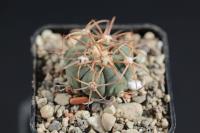 Echinocactus horizonthalonius VZD 388.jpg