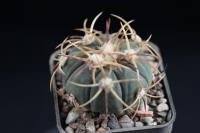Echinocactus horizonthalonius VZD 470.JPG