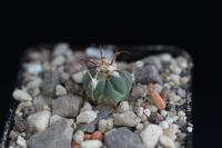 Echinocactus horizonthalonius VZD 471.jpg
