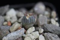 Echinocactus horizonthalonius VZD 494.jpg