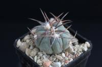 Echinocactus horizonthalonius VZD 496.jpg