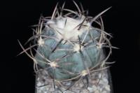 Echinocactus horizonthalonius VZD 499.jpg