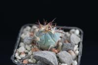 Echinocactus horizonthalonius VZD 508.jpg