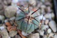 Echinocactus horizonthalonius VZD 509.jpg