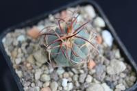 Echinocactus horizonthalonius VZD 514.jpg