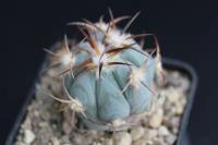 Echinocactus horizonthalonius VZD 517.jpg