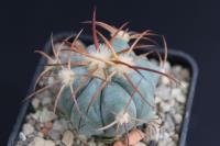 Echinocactus horizonthalonius VZD 524.jpg