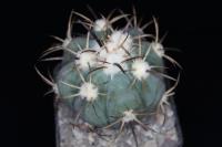 Echinocactus horizonthalonius VZD 531.jpg