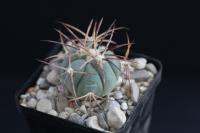 Echinocactus horizonthalonius VZD 534.jpg