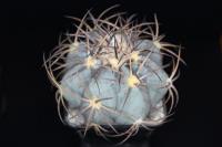 Echinocactus horizonthalonius VZD 537.jpg