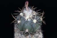 Echinocactus horizonthalonius VZD 542.jpg
