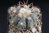 Echinocactus horizonthalonius VZD 546.jpg