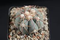 Echinocactus horizonthalonius VZD 578.jpg
