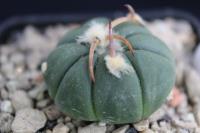 Echinocactus horizonthalonius VZD 673.jpg