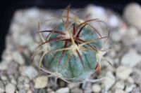 Echinocactus horizonthalonius VZD 688.jpg