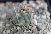 Echinocactus horizonthalonius VZD 699.jpg