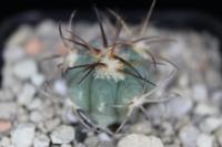 Echinocactus horizonthalonius VZD 713.jpg