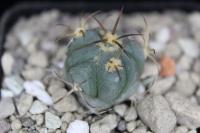 Echinocactus horizonthalonius VZD 714.jpg