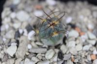 Echinocactus horizonthalonius VZD 715.jpg