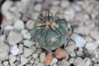 Echinocactus horizonthalonius VZD 723.jpg