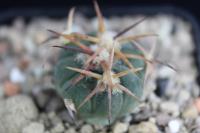 Echinocactus horizonthalonius VZD 739.jpg