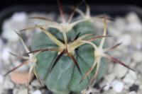 Echinocactus horizonthalonius VZD 745.jpg