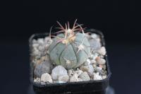 Echinocactus horizonthalonius VZD 923.jpg