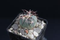 Echinocactus horizonthalonius VZD 931.jpg
