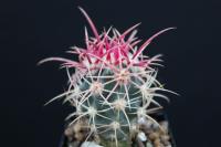 Echinocactus polycephalus VZD 434.jpg