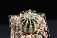 Echinocactus texensis VZD 283.JPG