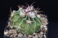 Echinocactus texensis VZD 797.jpg