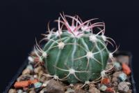 Echinocactus texensis VZD 812.jpg