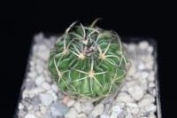Echinofossulocactus sp. VZD 753.jpg