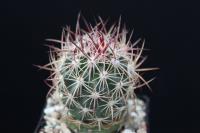 Echinomastus johnsonii v. lutescens VZD 614.jpg