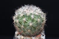Echinomastus unguispinus v. durangensis VZD 174.jpg
