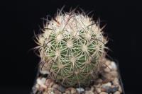 Echinomastus unguispinus v. durangensis VZD 208.jpg