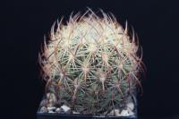 Echinomastus unguispinus v. durangensis VZD 806.jpg