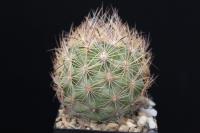 Echinomastus unguispinus v. durangensis VZD 808.jpg
